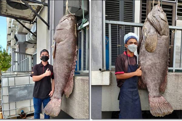 Nelayan Labuan menangkap kerapu 160Kg, menjualnya dengan harga RM8,000                               