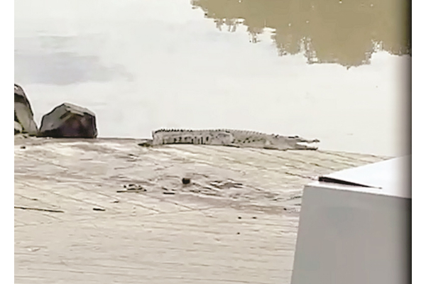Efforts to capture sighted crocodile ongoing