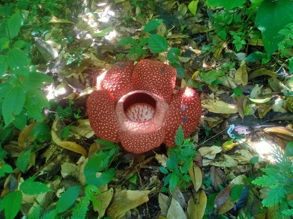 This rare enormous Rafflesia is now only a stone's throw away in Ranau
