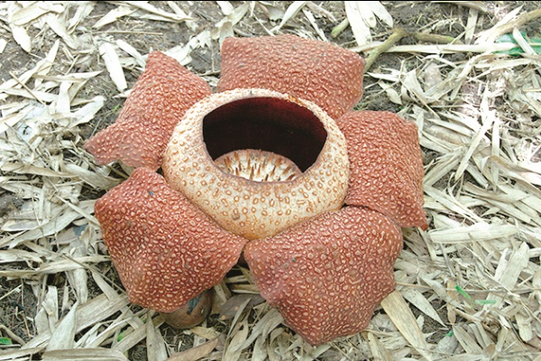 Rafflesia can now be seen at Poring Conservation Centre