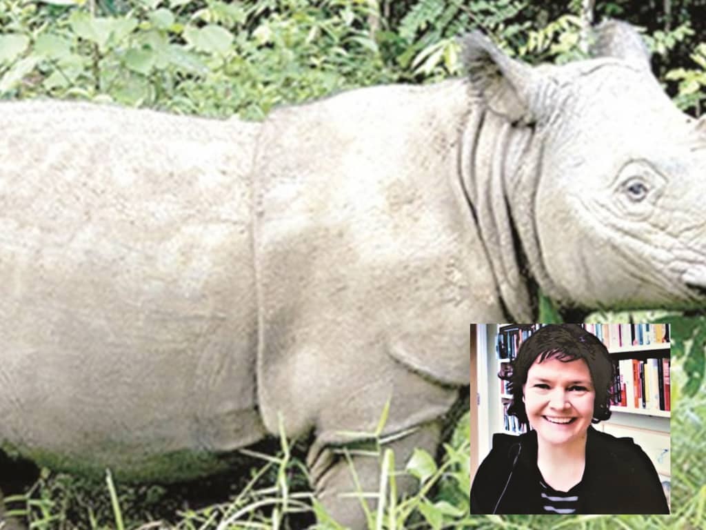 Timber curse led to rhino extinction? 