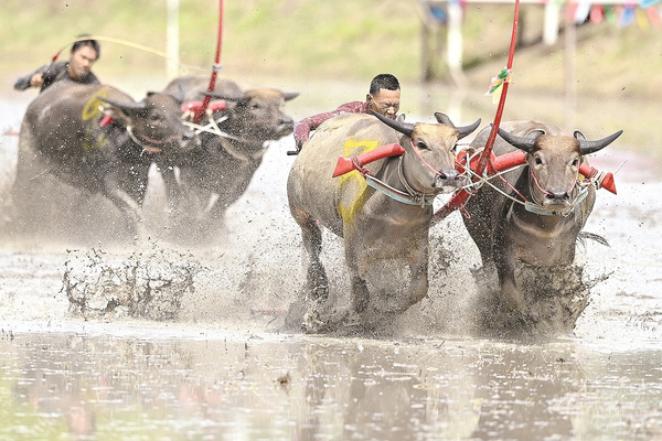 Traditional Thai water buffalo race enthralls crowds: 