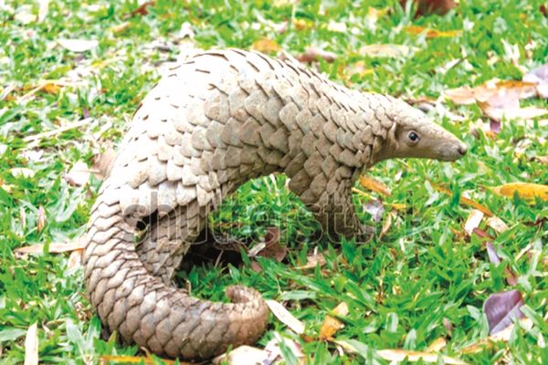 Plan to establish Malaysia's first pangolin sanctuary in Sabah on hold 
