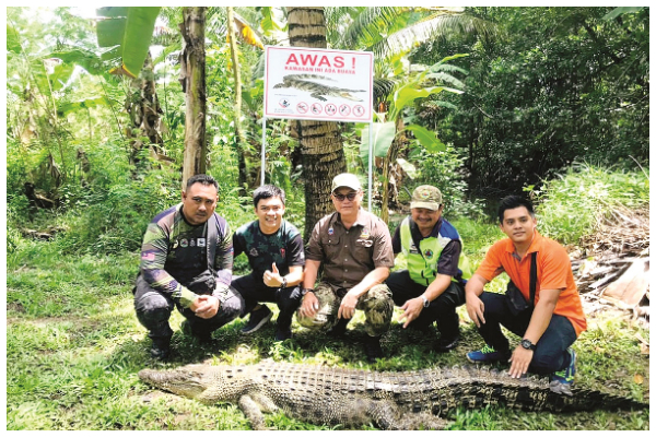 9-foot crocodile shot dead in Sandakan