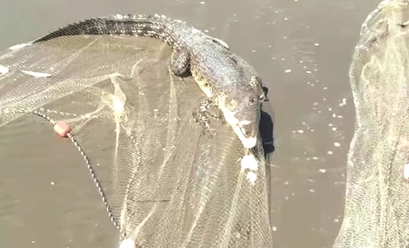 Crocodile caught in the net