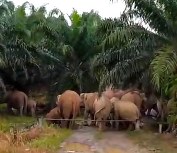 About 15 pygmy elephants wander into Lahad Datu oil palm estate