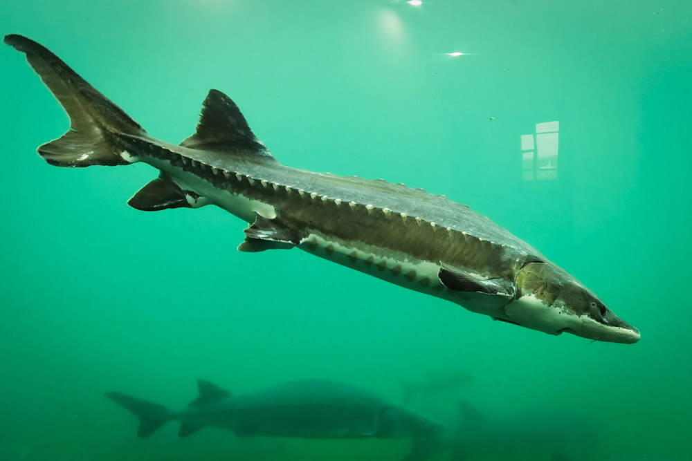 China to release 200,000 rare fish into Yangtze River