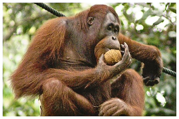 Guide on sharing space with orangutans