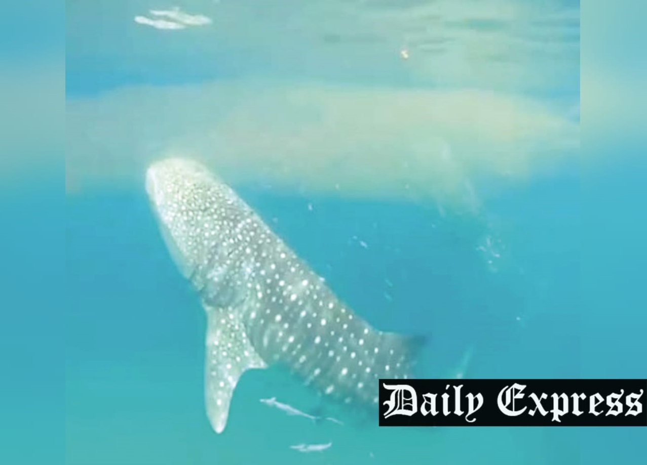 Rare sightings of multiple whale sharks 