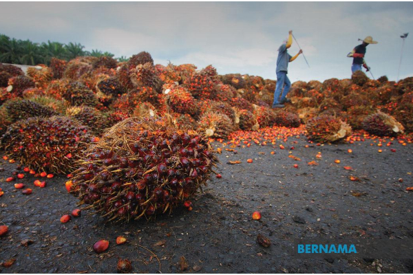 Malaysia produces 32pc world’s palm oil