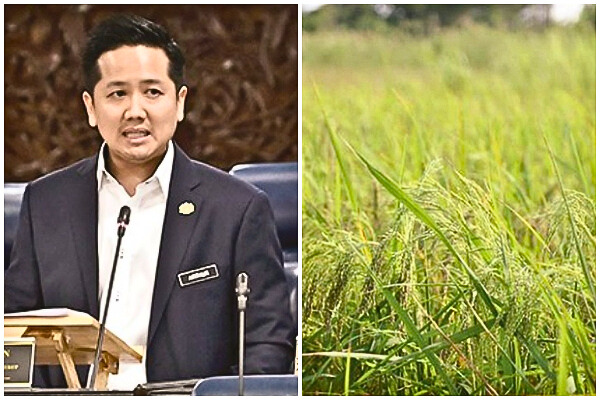 Seeking Sabah’s nod  for new paddy variety
