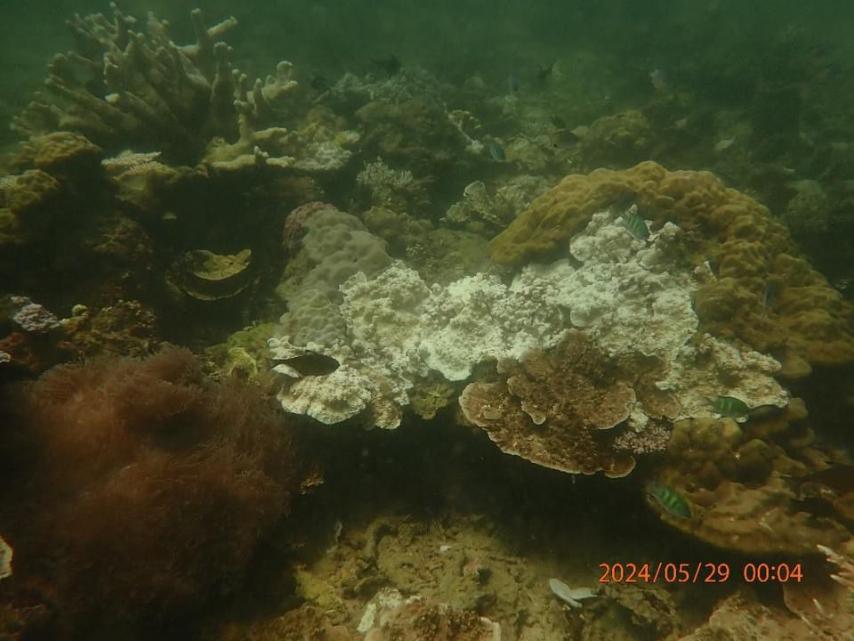 Beware of coral bleaching at Tunku Abdul Rahman Marine Park