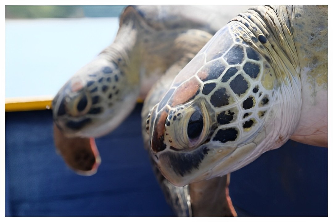Poaching for eggs spells doom. Low sea turtle activity at Kudat’s Tun Mustapha Park.