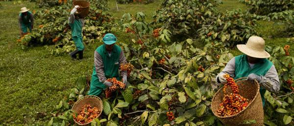 Sabah meet to explore guarana farming