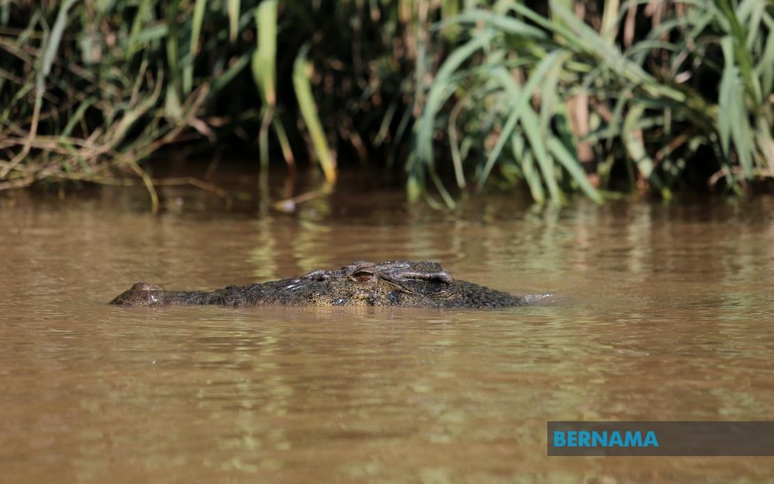 Croc menace intensifies as Sabah rescue teams battle floods