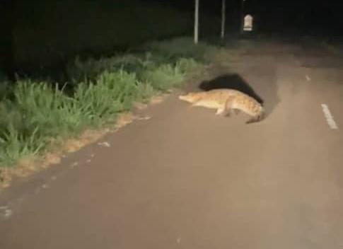 Fear grips Beaufort folks over crocs on the loose