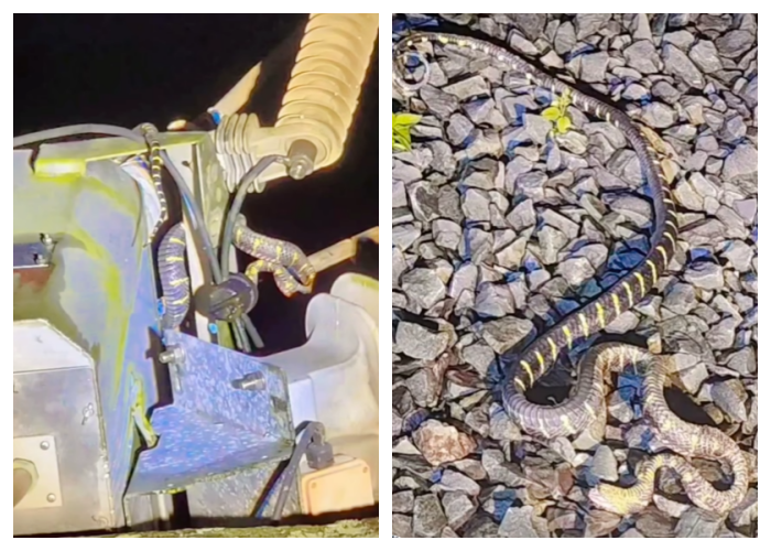 Snake causes two-hour power outage in MJC Batu Kawa