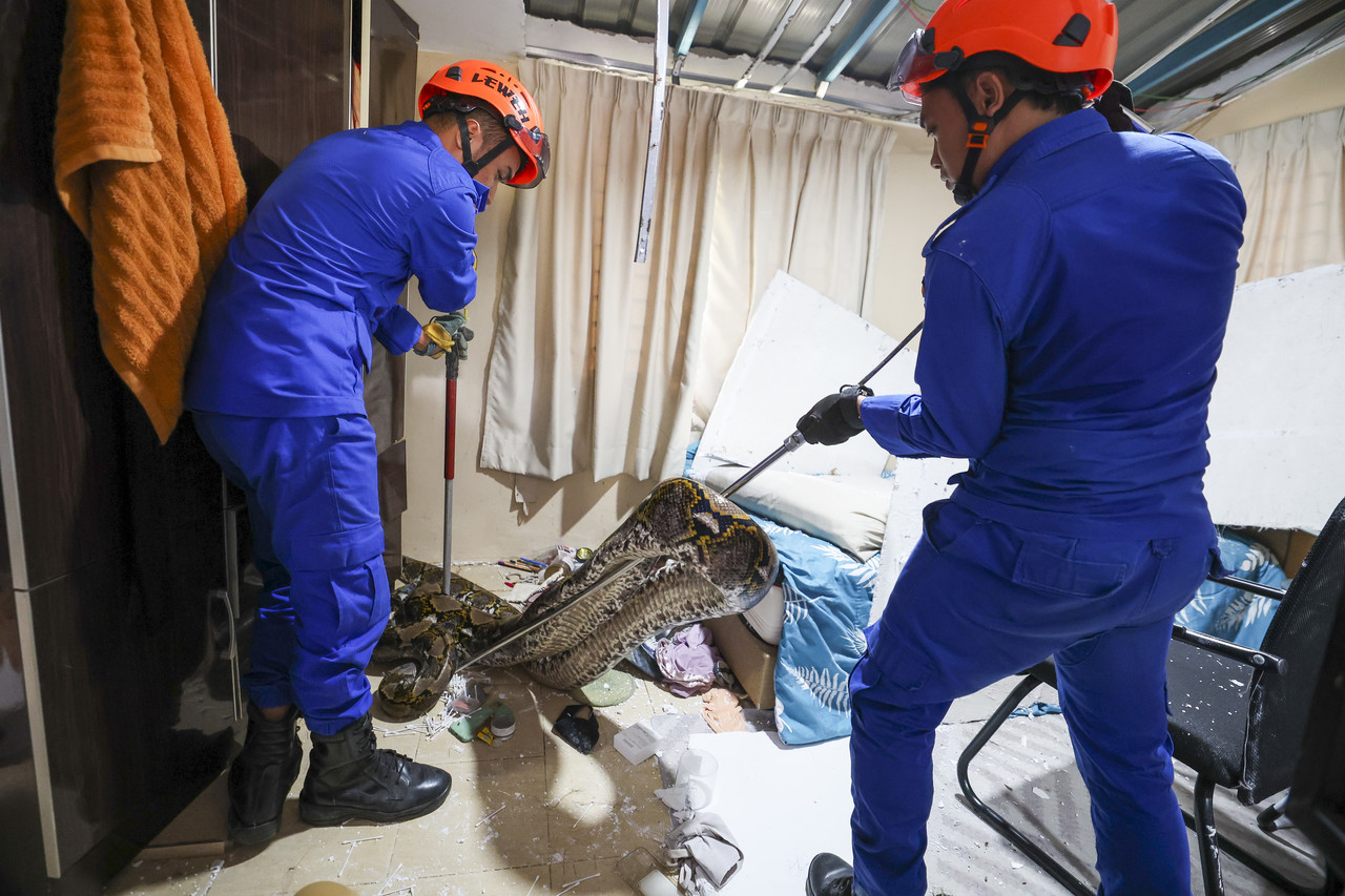 Family members freak out when 10-feet long python falls from ceiling of their house
