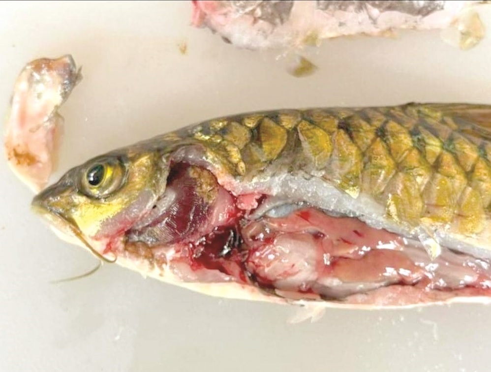 A dead pelian fish.