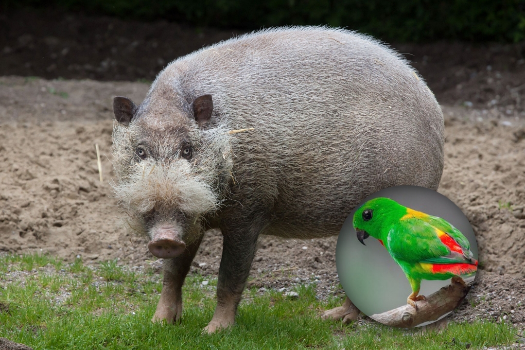 Couple fined for keeping bearded pig parts, parrots without permit