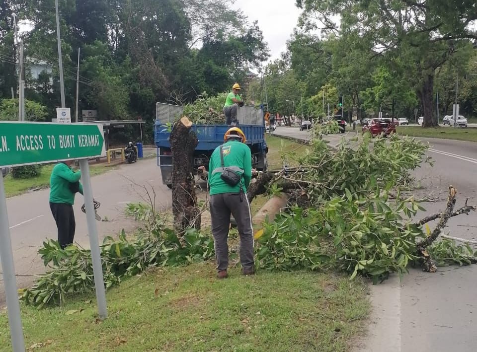 PASUKAN Landskap sedang menebang pokok “tabebuia” kepada bahagian yang lebih mudah diurus.