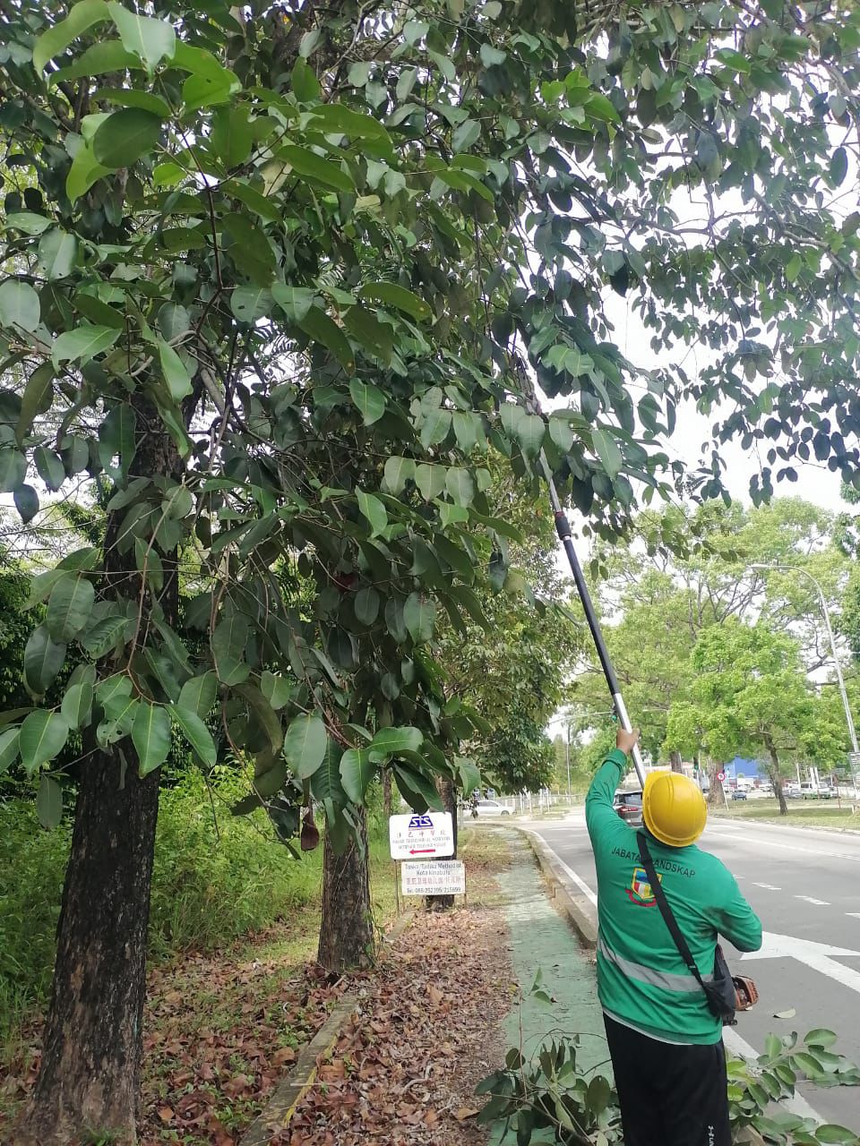 PEKERJA DBKK gigih memangkas pokok yang terlalu rimbun di bahu jalan.