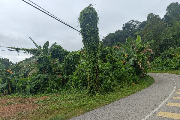 DBKK, TM tangani pokok rimbun di Likas dan Papar