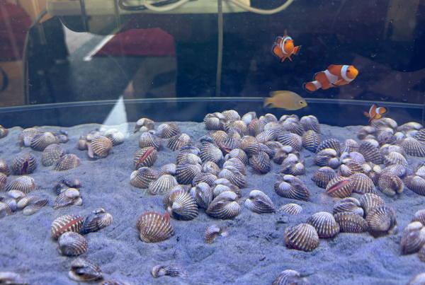 How sustainable cockle farming helps Sabah folks