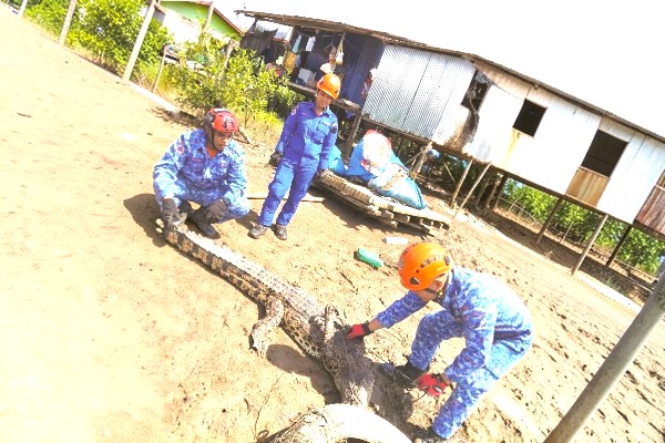 Crocodile found dead in fishing net in Kota Marudu