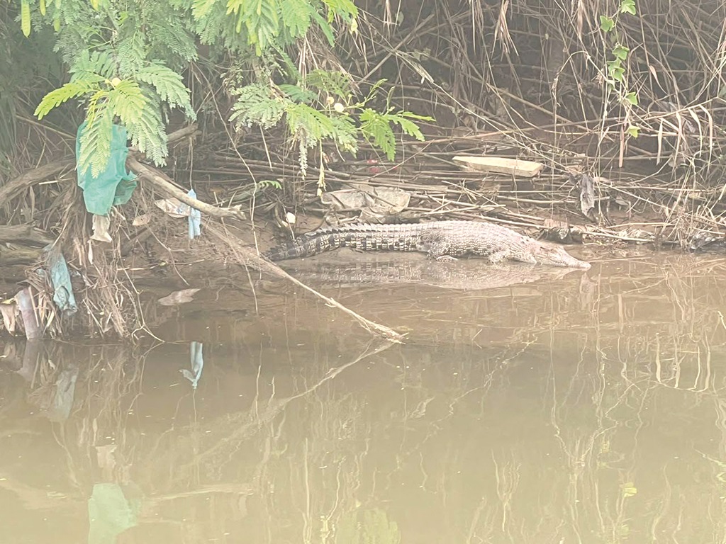 Lagi buaya muncul di Sg Inanam Laut, Menumbok