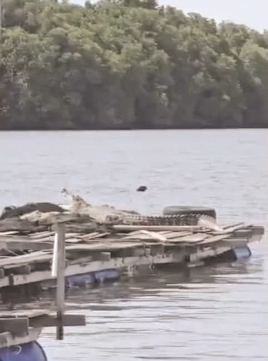 BUAYA di atas pelantar di Menumbok.