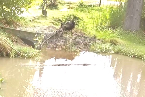 Crocodile threat alarms Kota Belud villagers 