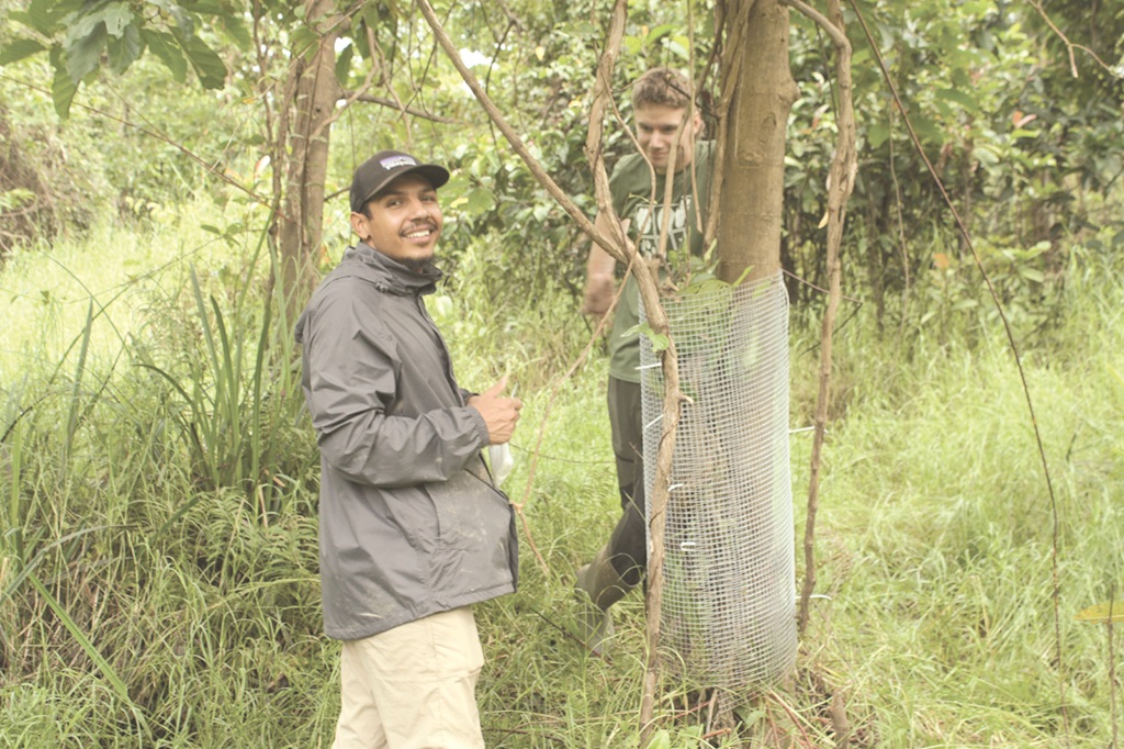 Each fig sapling is wrapped in a protective wire mesh to prevent foraging macaques from pulling them down.