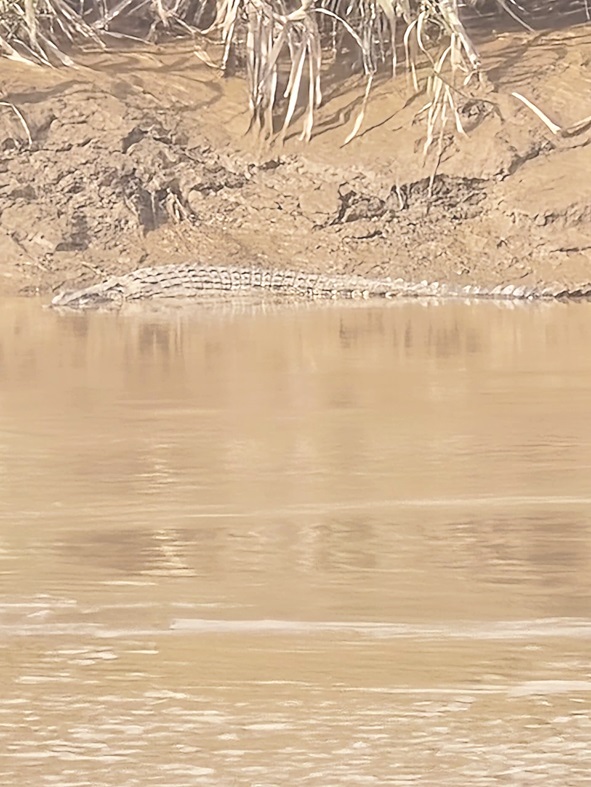 Dua buaya dikesan di Sungai Padas