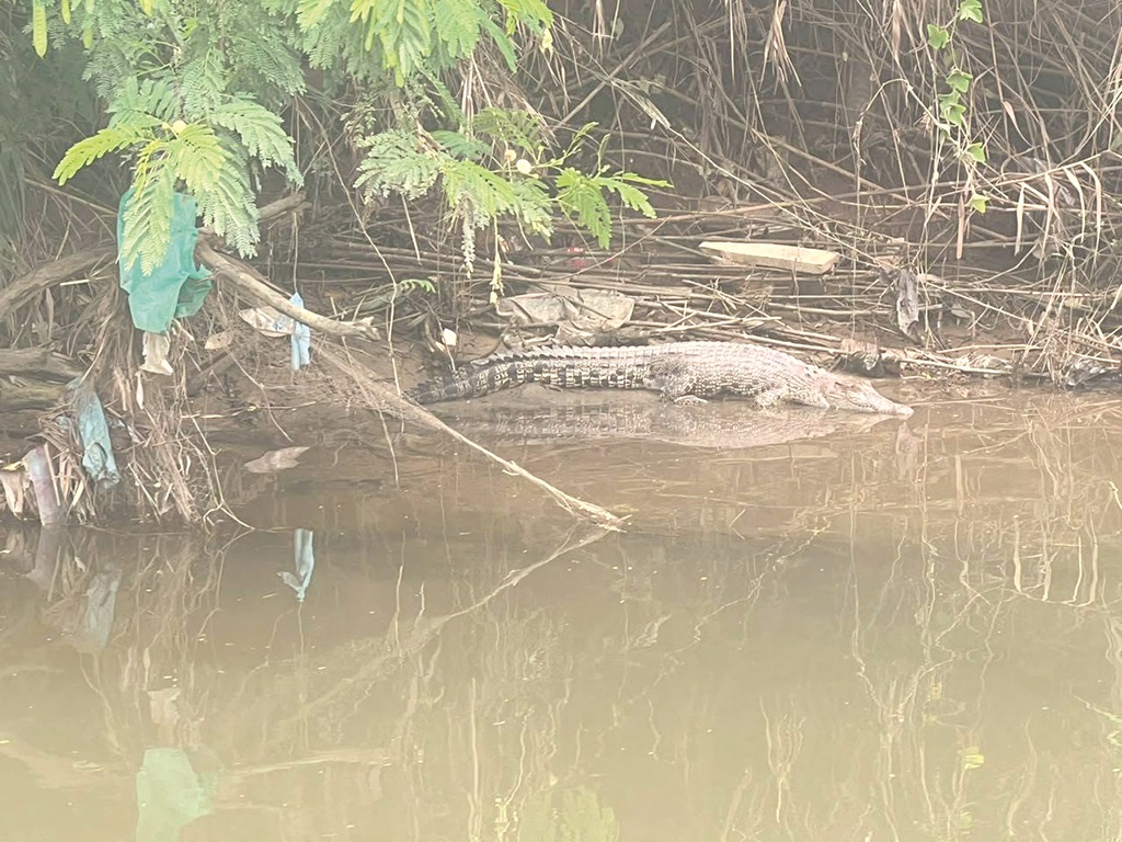 Crocodile sightings raise concern in Inanam, Menumbok