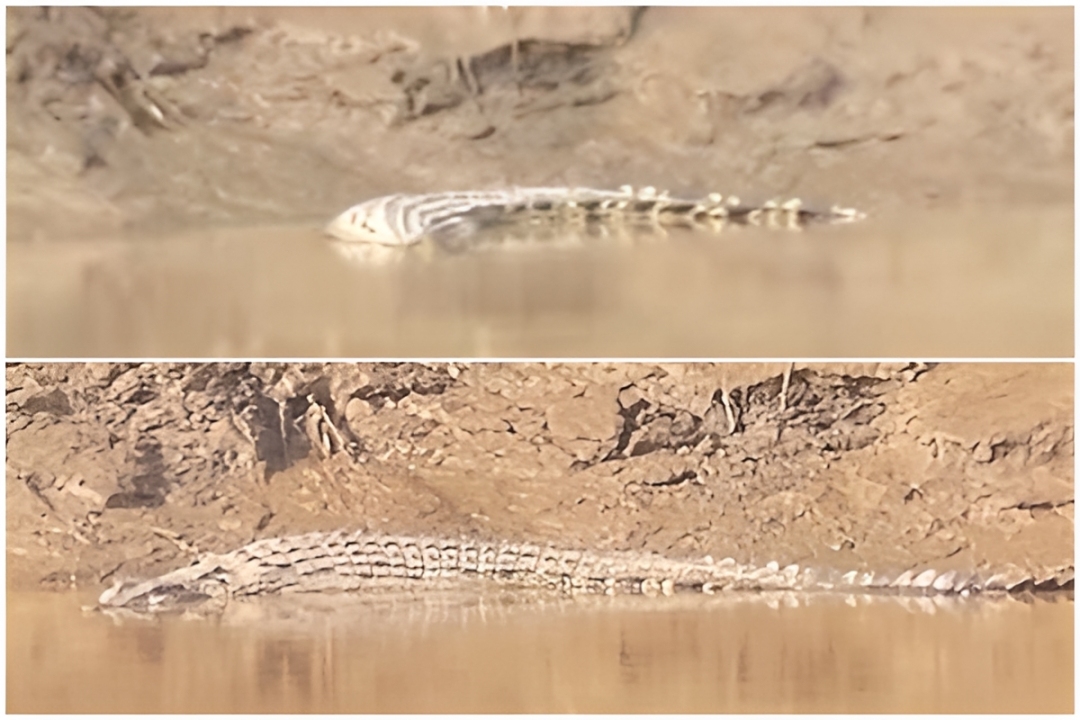 Crocodile fears from Beaufort to Lahad Datu