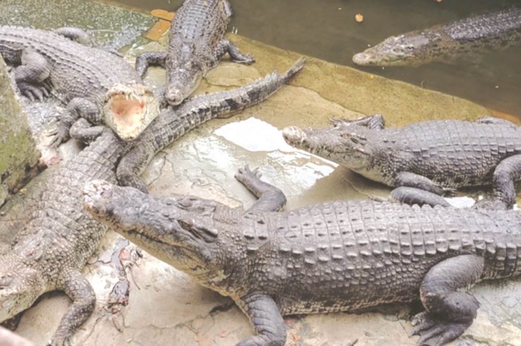 Science-based approach against crocodiles 
