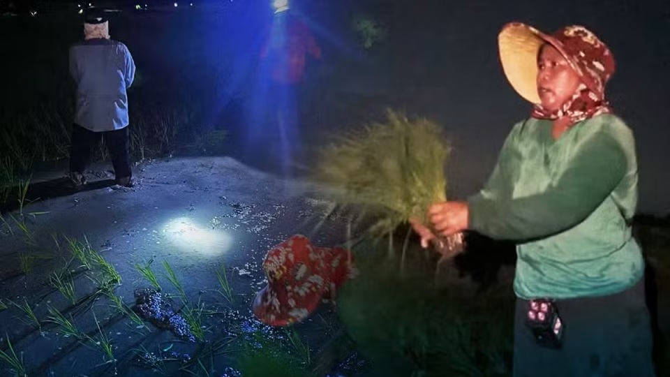 Farmers in Philippines shift work to midnight