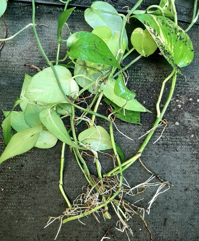 It takes about 3 weeks for money plant vines to produce roots.  