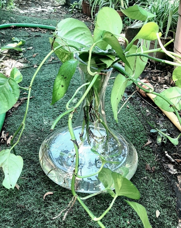 A beverage decanter with several rooted vines is a good display item.