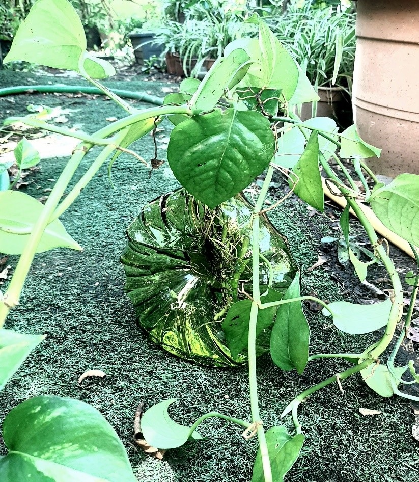 A flat bottle with several rooted vines.