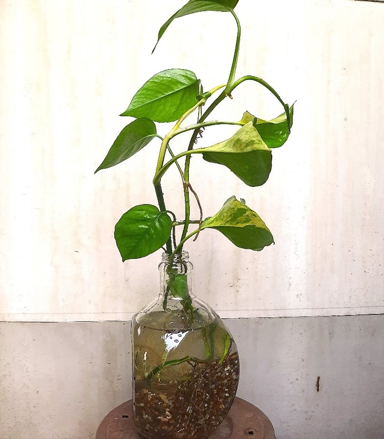 A three-faced bottle with rooted vines.