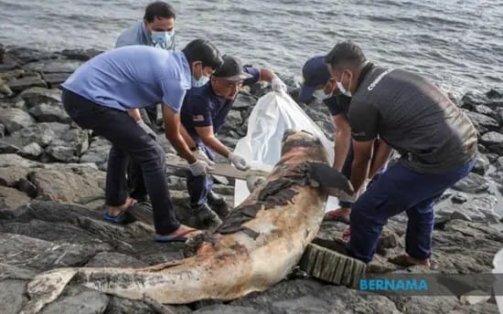 Dolphin carcass found washed ashore at Kurung Tengar beach