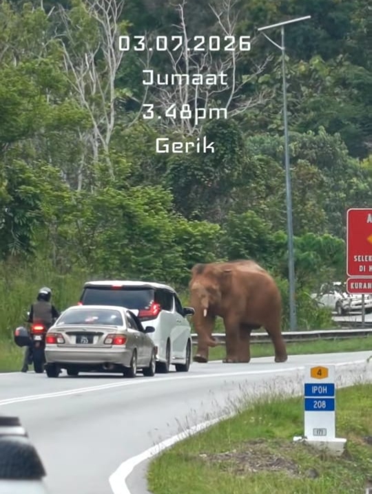Wild elephant briefly halts traffic in Gerik