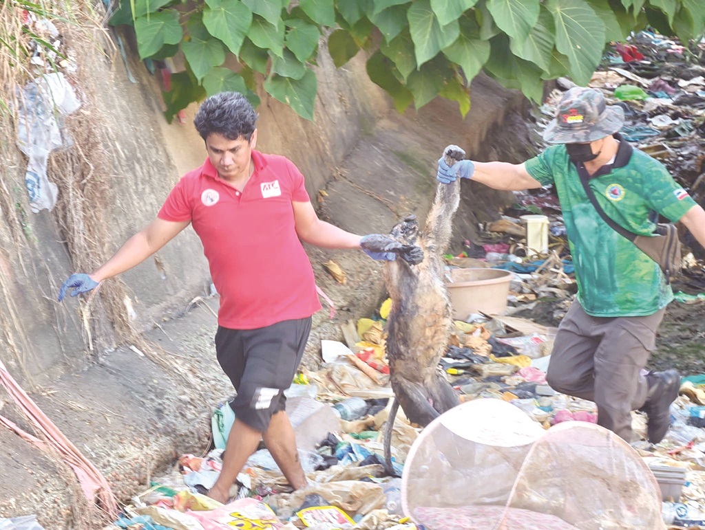 Proboscis monkey dies from stray dog attack in Sandakan
