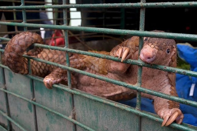 Indonesia targets international network in pangolin smuggling case