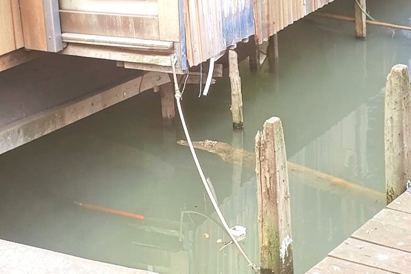 Repeated crocodile sightings in Papar village