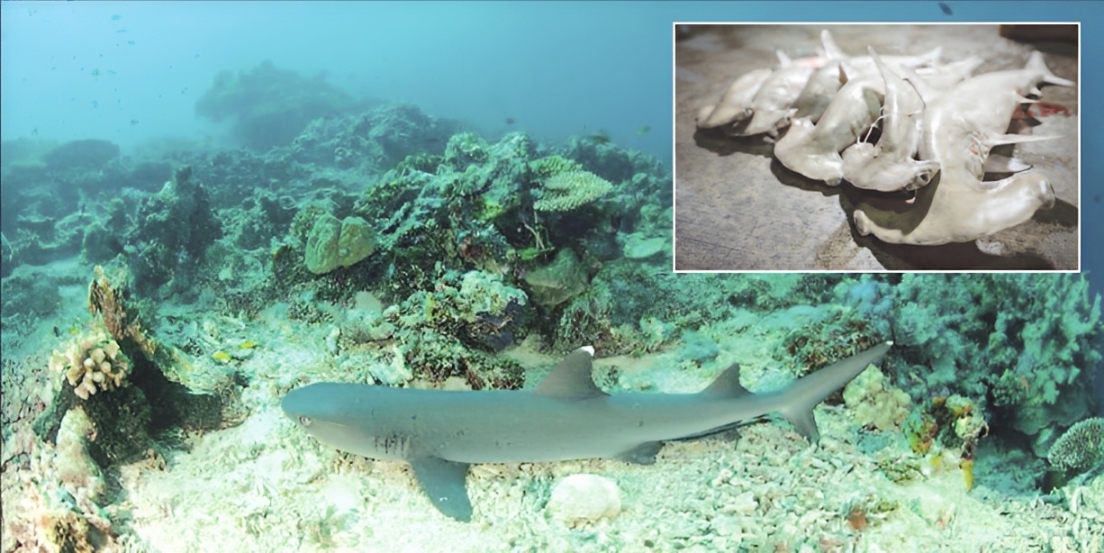 More rays and less sharks