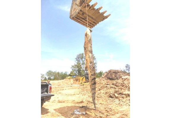 15-foot crocodile caught in Tuaran