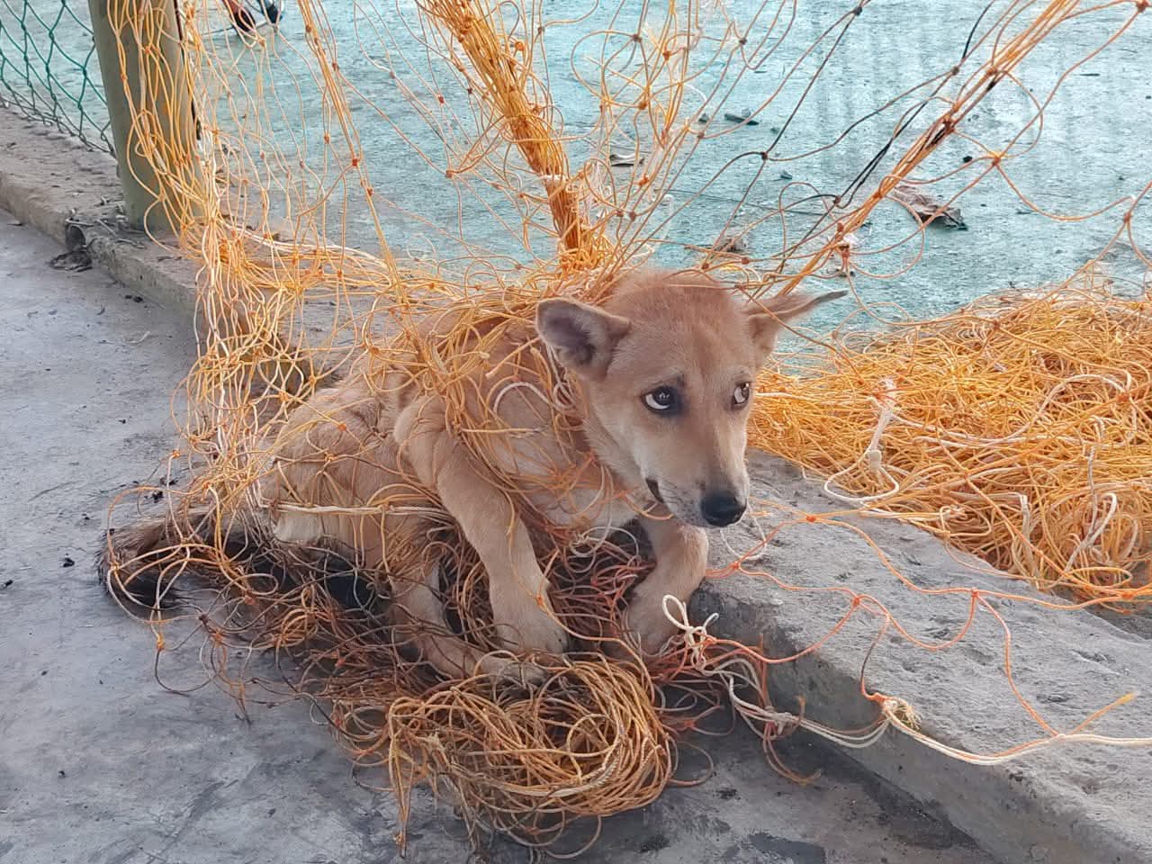 Stray dog rescued after becoming trapped in futsal court net